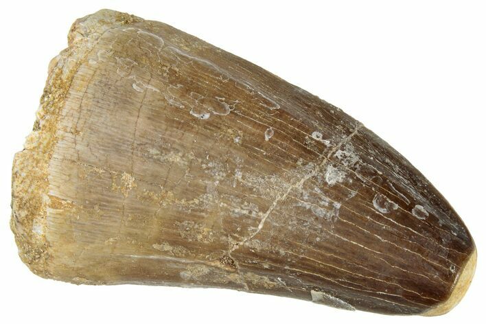 Fossil Mosasaur (Prognathodon) Tooth - Morocco #322705